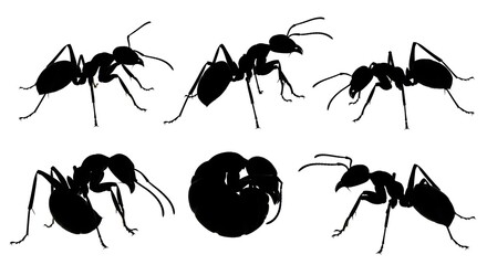 Collection of ant silhouettes isolated on white background showing different positions