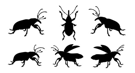 Silhouetted weevils isolated on white background in various poses and perspectives