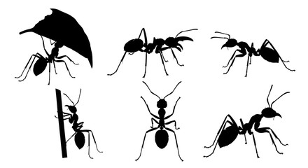 Silhouette of ants in various poses isolated on white background