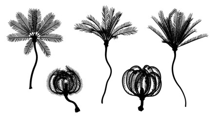 Silhouette of various plants isolated on white background in different perspectives