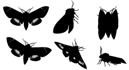 Silhouette of moths in various poses isolated on white background
