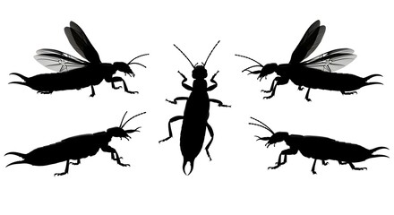 Earwig silhouettes isolated on white background in various poses and angles