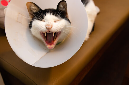 Cats wearing anti-lick collars caused by stress
