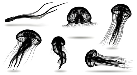 Jellyfish silhouettes isolated on white background, showcasing different perspectives