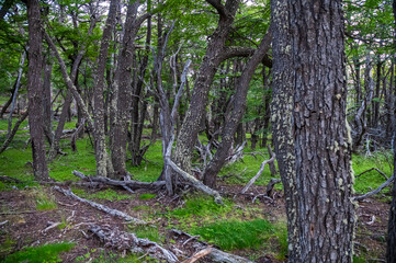 Patagonia Forest environment,  Los Glaciares National Park, Santa Cruz, Argentina