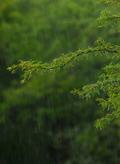 Raindrops in the Calden forest, La Pampa Province, Patagonia, Argentina.
