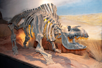 Toxodon fossil skeleton,  Patagonia, Argentina.