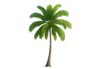 Palm tree on transparent background representing tropical nature