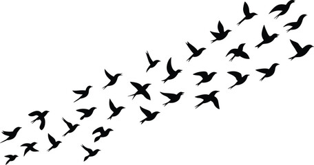 Silhouette of flying birds flock in sky, group of birds in motion, migration concept, black and white illustration vector