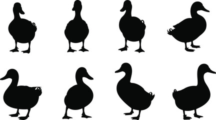 Set of duck silhouettes in different poses, farm bird vector illustration, black duck shapes collection for wildlife and nature design