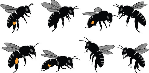 Bee insect silhouette collection with wings and body details, flying honeybee vector illustration for nature, wildlife, pollination, entomology, agriculture and environment design