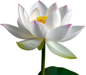 An exquisite single lotus flower with pure white petals lightly tipped with pink, a bright yellow seed head, and a green stem and leaf, isolated on a light gray background.