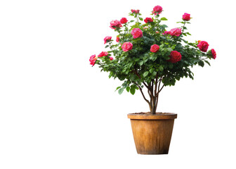 Rose plant pot with path line tree purifying tree, vase, wood, flower, flowers, rainy season, room, hotel, interior, beautiful, fresh, tree, wooden, floral isolated on white background