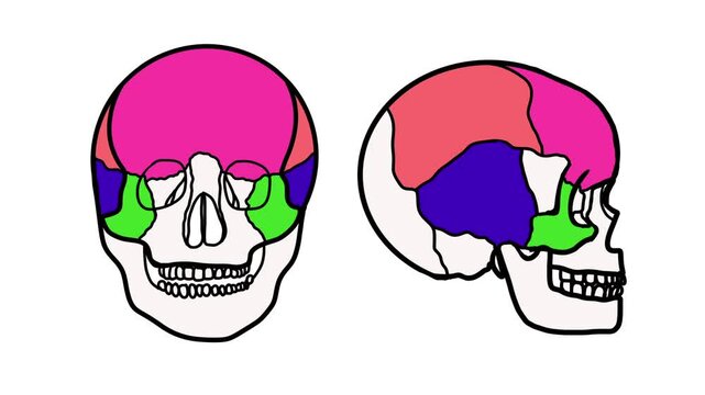 Hand drawn animation highlighting human skull bones in different colors showing parts for anatomy education for children