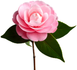 A beautiful single camellia flower with soft pink petals, a brown stem, and two deep green leaves, presented cleanly and isolated on a light gray background.