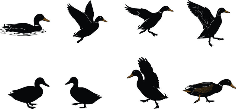 Duck bird silhouettes collection, flying and swimming ducks vector design, wild waterfowl illustration, black duck artwork, nature animal graphic element for design