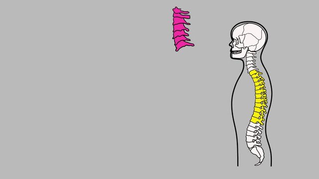 Flat vector cartoon Animation side view of human skeleton torso with color separated spinal bones for anatomy learning for children