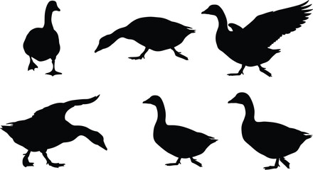 Goose and duck silhouettes, farm bird illustrations, flying and walking waterfowl artwork for agriculture, countryside, wildlife, rural, farming, nature, migration, and animal themes