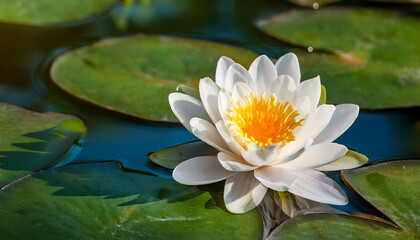 Pristine White Water Lily Nymphaea With A Sunny Yellow Center Gracefully Blooming Among Lush Green Lily Pads On Tranquil Water