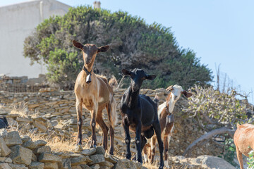 Goats on Stone Terraces, Ios Island, Greece