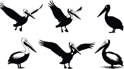 Pelican bird illustration collection, seabird vector artwork, marine wildlife drawing, coastal animal design, flying ocean bird silhouettes, aquatic nature artwork