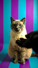 Cat in front of vibrant striped background