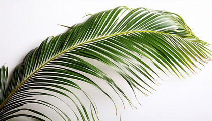 Obraz premium Palmwedel Auf Weiss Isoliert