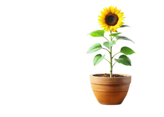 Sunflower plant pot with path line tree purifying tree, vase, wood, flower, flowers, rainy season, room, hotel, interior, beautiful, fresh, tree, wooden, floral isolated on white background