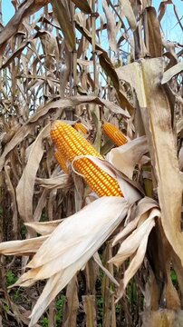 Golden yellow corn on stalks ready for harvest in Pariaman, Indonesia. Mature corn crop for livestock and poultry feed, Indonesia food security