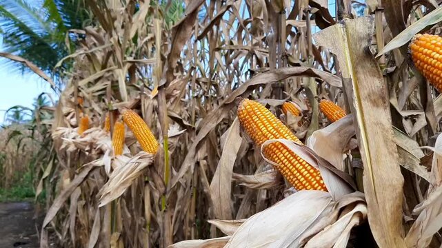 Ripe yellow corn ready for harvest in field, Pariaman, Indonesia