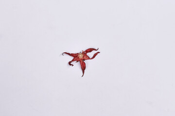 Dried hibiscus tea, roesella red tea drink ingredients, dried rosella