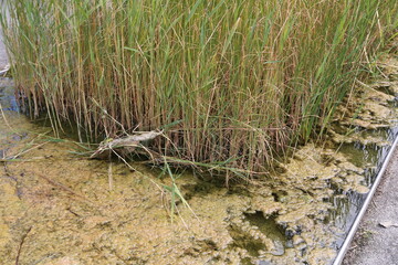 Joncs en bac avec eau stagnante dans un jardin