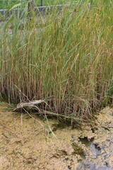 Joncs en bac avec eau stagnante dans un jardin