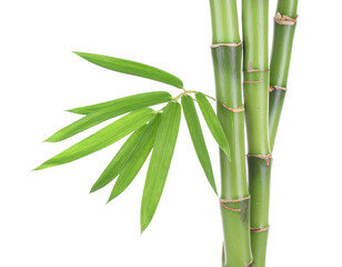 Obraz premium Bamboo, stalk, plant, nature, isolated, single, green, fresh, organic, natural, vertical, growth, tropical, sustainable, woody, texture, healthy, botanical, minimal, decorative, simple, white, backgro