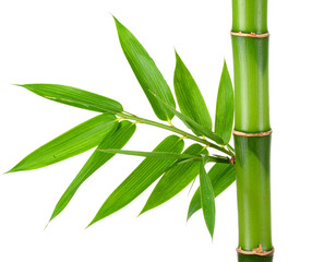 Fototapeta premium Bamboo, stalk, plant, nature, isolated, single, green, fresh, organic, natural, vertical, growth, tropical, sustainable, woody, texture, healthy, botanical, minimal, decorative, simple, white, backgro