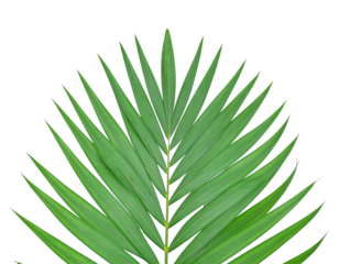 Palm leaf, tropical, exotic, nature, green, botanical, isolated, foliage, summer, fresh, organic, decorative, tropical plant, single leaf, greenery, vibrant, natural, detailed, close-up, tropical vibe