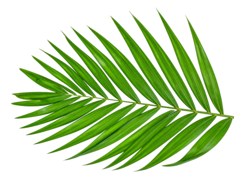 Palm leaf, tropical, exotic, nature, green, botanical, isolated, foliage, summer, fresh, organic, decorative, tropical plant, single leaf, greenery, vibrant, natural, detailed, close-up, tropical vibe