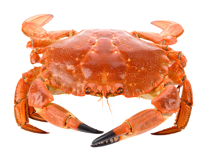 Sea, marine, ocean, crustacean, wildlife, nature, animal, aquatic, creature, seafood, claw, shell, isolated, white, background, detailed, close-up, natural, fresh, realistic, biology, study, environme