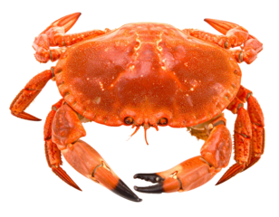 Sea, marine, ocean, crustacean, wildlife, nature, animal, aquatic, creature, seafood, claw, shell, isolated, white, background, detailed, close-up, natural, fresh, realistic, biology, study, environme