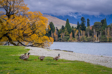 beautiful scenic view of colorful autumn leaves tree in the city with ducks , cruise , park ,people ,  snow cap mountain ,Queenstown south island New Zealand  