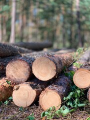 Firewood preparation for heating - stacked logs and wood chopping process, fuel supply for winter.