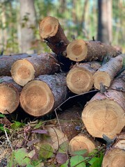 Firewood preparation for heating - stacked logs and wood chopping process, fuel supply for winter.