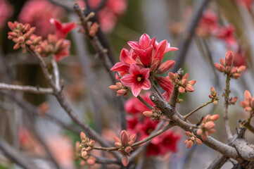 Gros plan sur les fleurs d'un kurrajong nain 