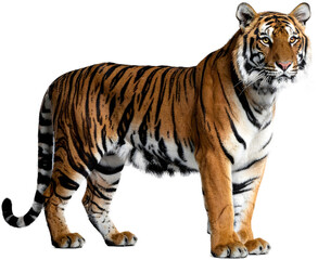 Obraz premium A majestic Bengal tiger with striking stripes and an elegant pose, standing proudly and isolated on a plain grey studio background.