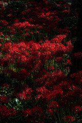 奈良の彼岸花
