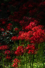 奈良の彼岸花
