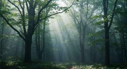 Obraz premium Magical light beams filtering through the trees in a tranquil forest.