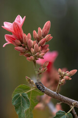 Gros plan sur les fleurs d'un kurrajong nain 