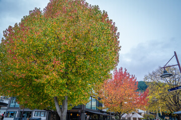 beautiful scenic view of colorful autumn leaves tree in the city with ducks , cruise , park ,people ,  snow cap mountain ,Queenstown south island New Zealand  