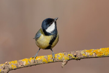 Great Tit on a branch looking up at the sky